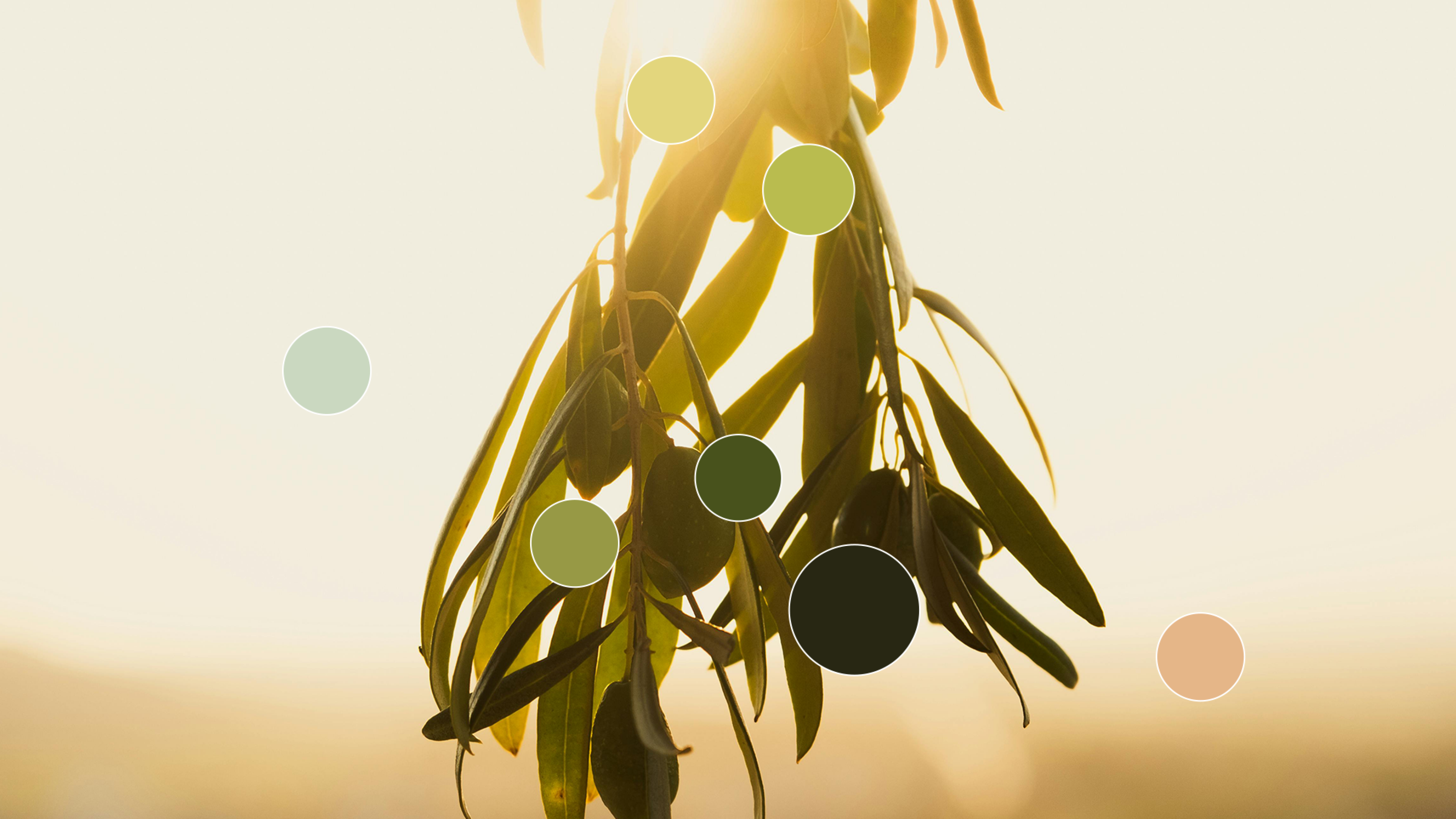 Cultivar - Spearhead Case Study - Colors
